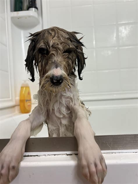  Bathe your Bernedoodle at least once a month using a specific shed-control shampoo